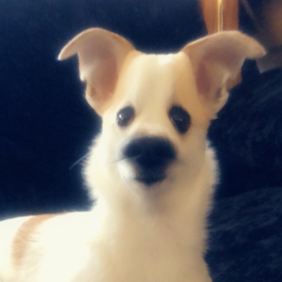 Meet your Posher, Christopher - Picture 1 of 1